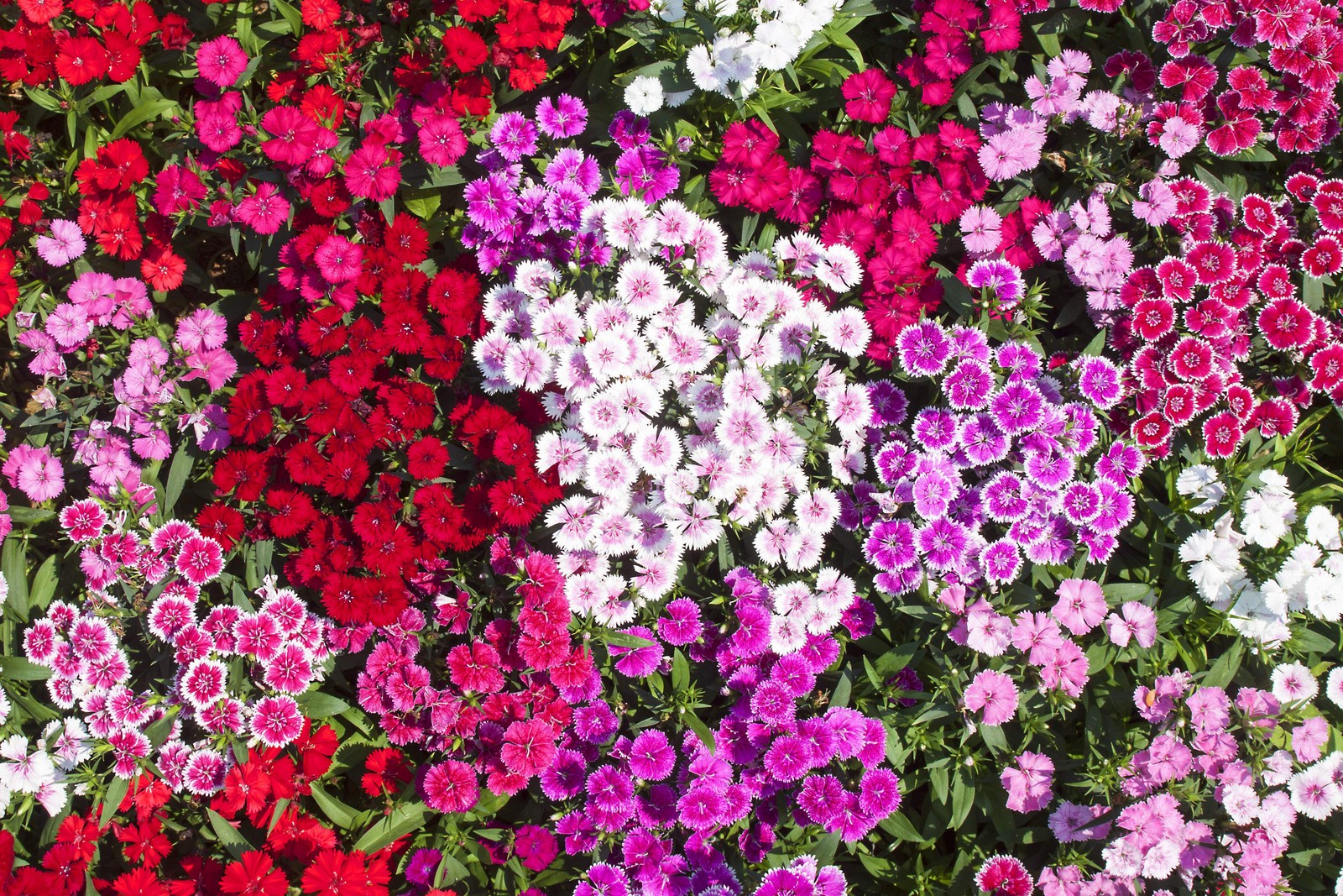 100 WEE Willie Dwarf SWEET WILLIAM Mixed Colors Dianthus Barbatus Flower Seeds