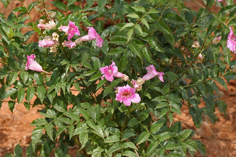 QUEEN of SHEBA Podranea Vine Tropical Plant Fast Grower Fragrant Pink Trumpet