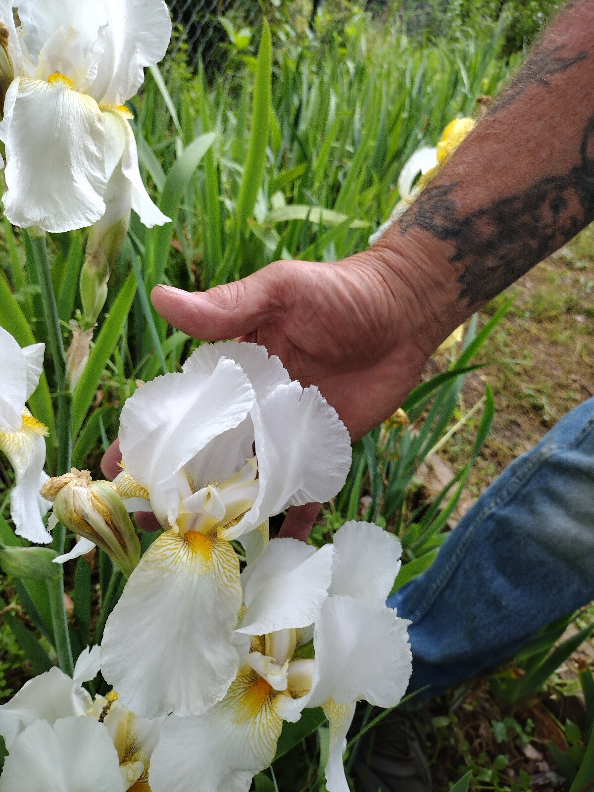 20x MIXED VARIETIES/COLORS BEARDED IRIS Bulbs/Rhizomes FRESH