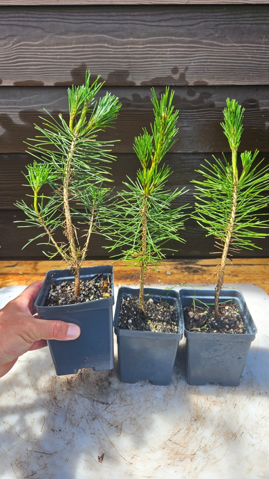 3-PACK small BLACK JAPANESE pine TREE growing – Great species for bonsai
