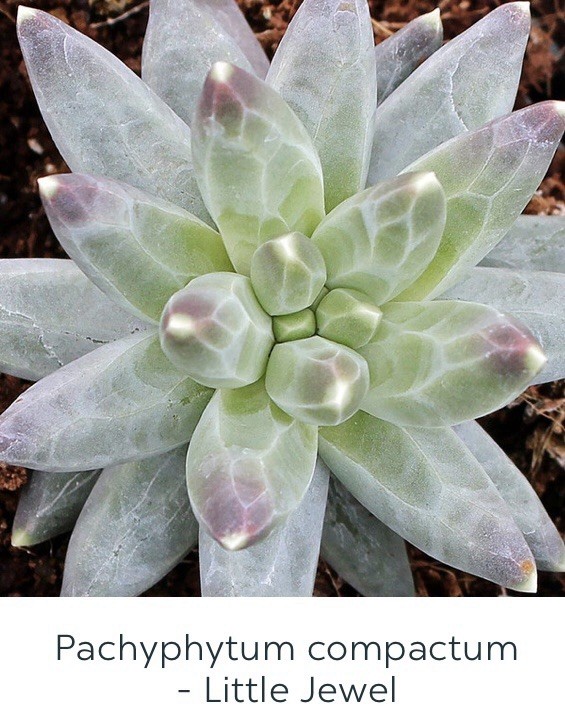 Succulent Pachyphytum Compactum Little Jewel 1 Live 2” Plant Blue Green Purple