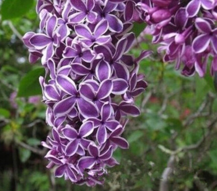25pc LILAC SEEDS Garden Plant Flower rare bloom exotic USA seller FREE shipping