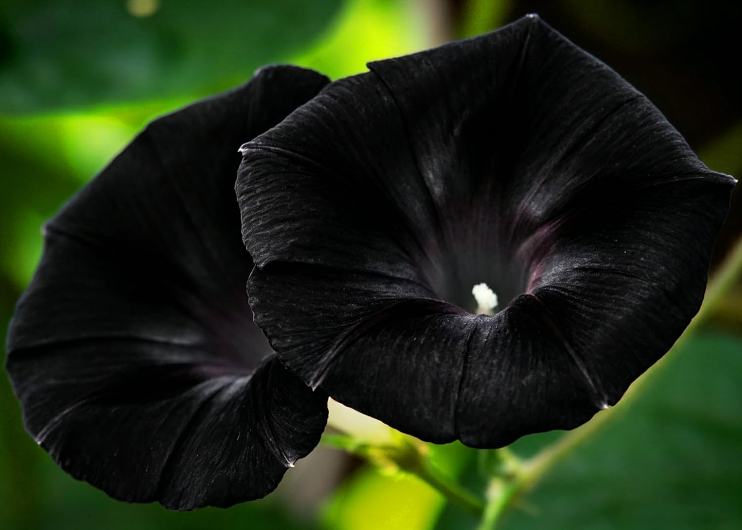 Dwarf Petunia Seeds for Planting, 310+Pcs Perennial Night Sky Black Petunia