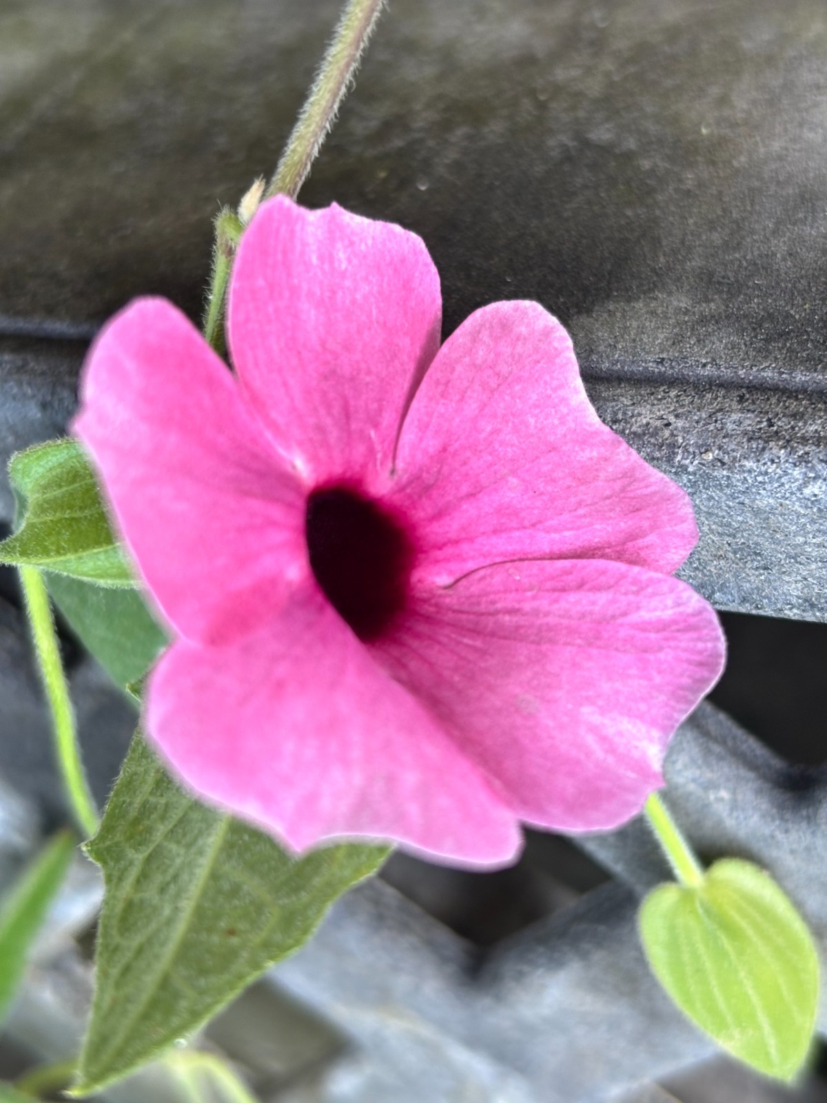 Thunbergia alata Raspberry Smoothie gallon Plant