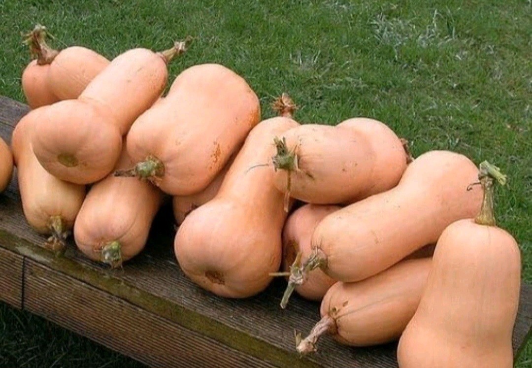 6 type of Seeds. Butternut squash, okra, Malabar Spinach,Kabocha, seminole gourd
