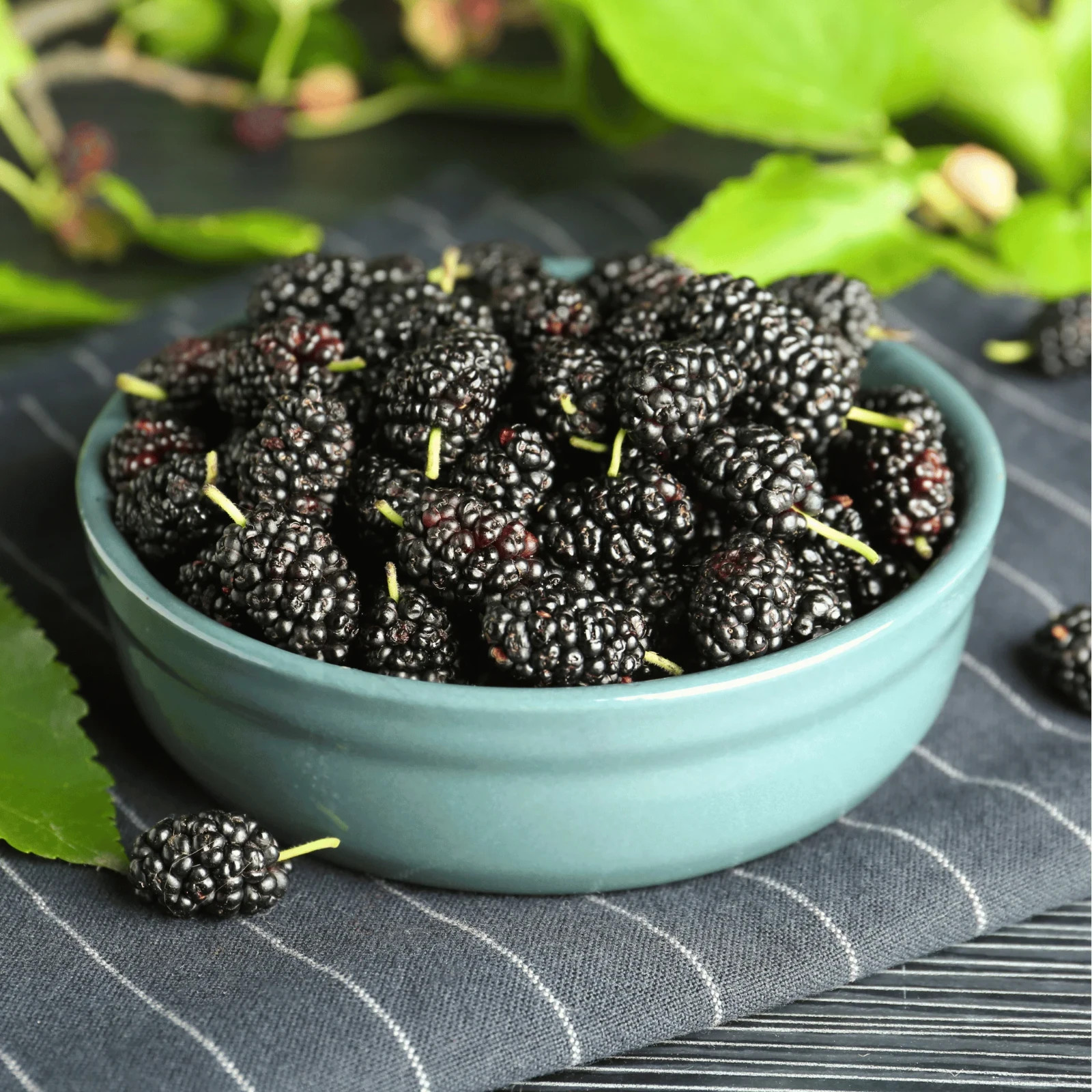 250+ Black Mulberry Seeds – Morus Nigra – Non-GMO Open Pollinated Heirloom Fruit