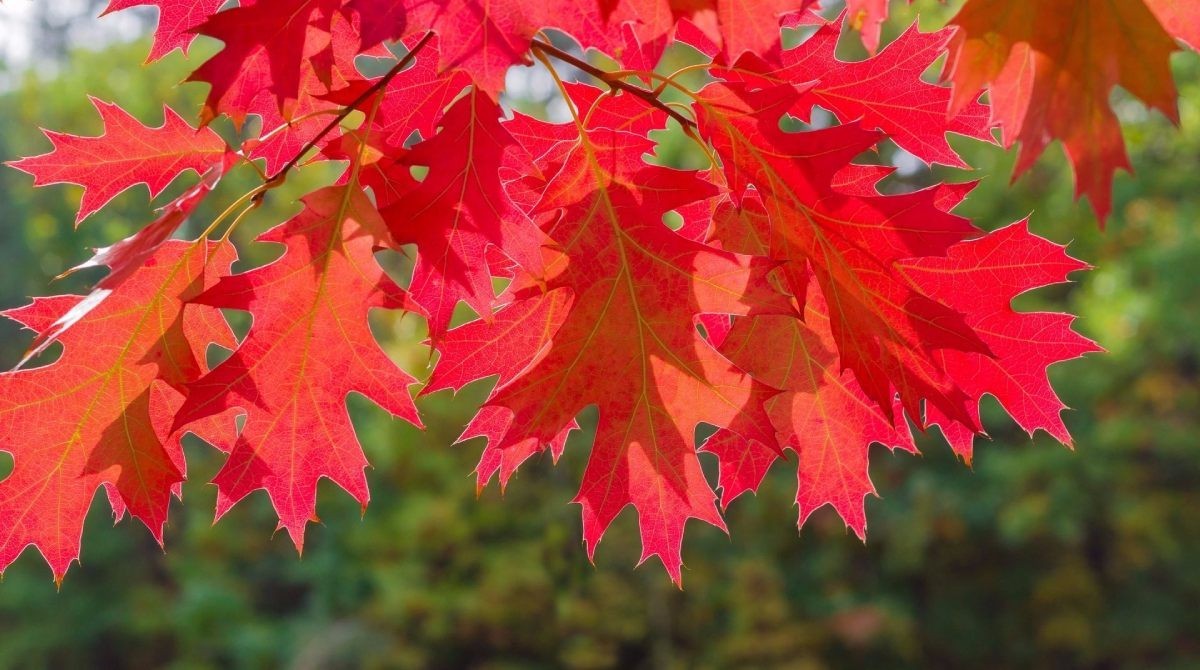Live Red Oak Tree Seedlings 1-4 yo 6″-40″+ Tall Cold Hardy & Well Rooted Plant