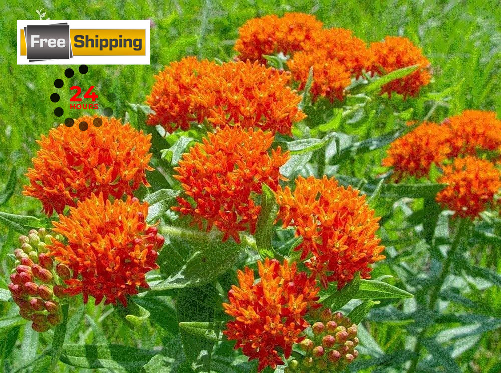 Orange Butterfly Milkweed Flower Seeds (Asclepias Tuberosa), Orange,Yellow