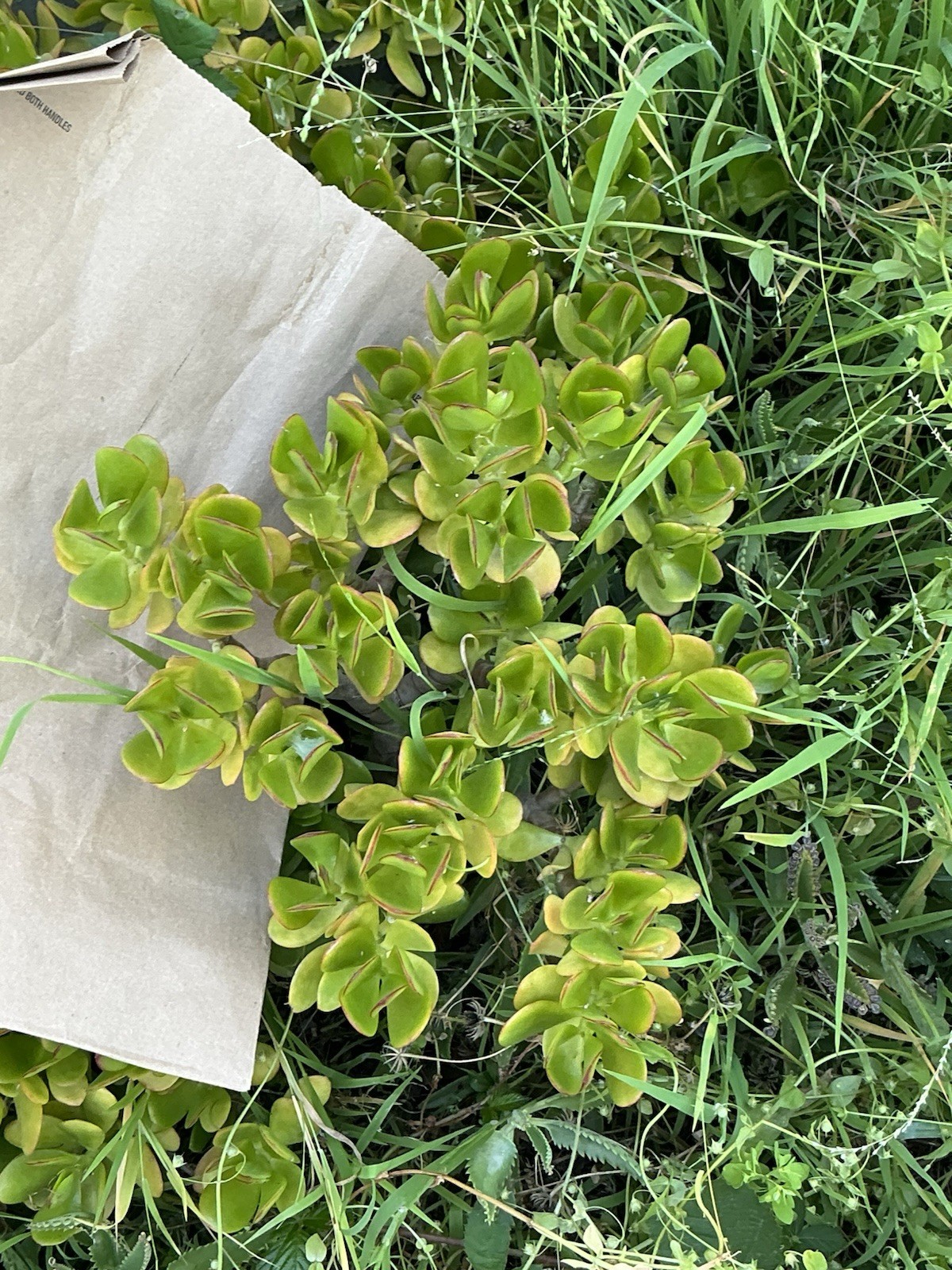 Healthy lush green Crassula Ovata Jade Plant cluster, Rooted 19” tall with roots