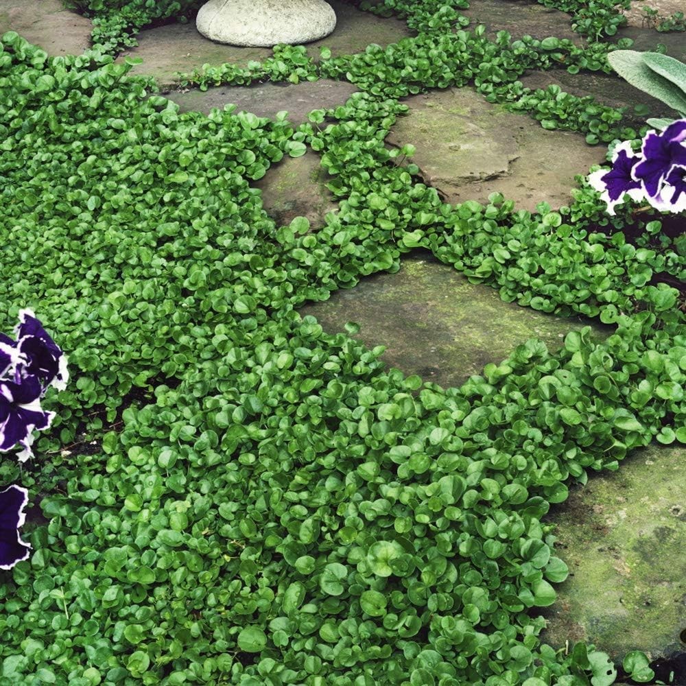 Drought-Tolerant Dichondra Seeds – Sun & Shade Ground Cover