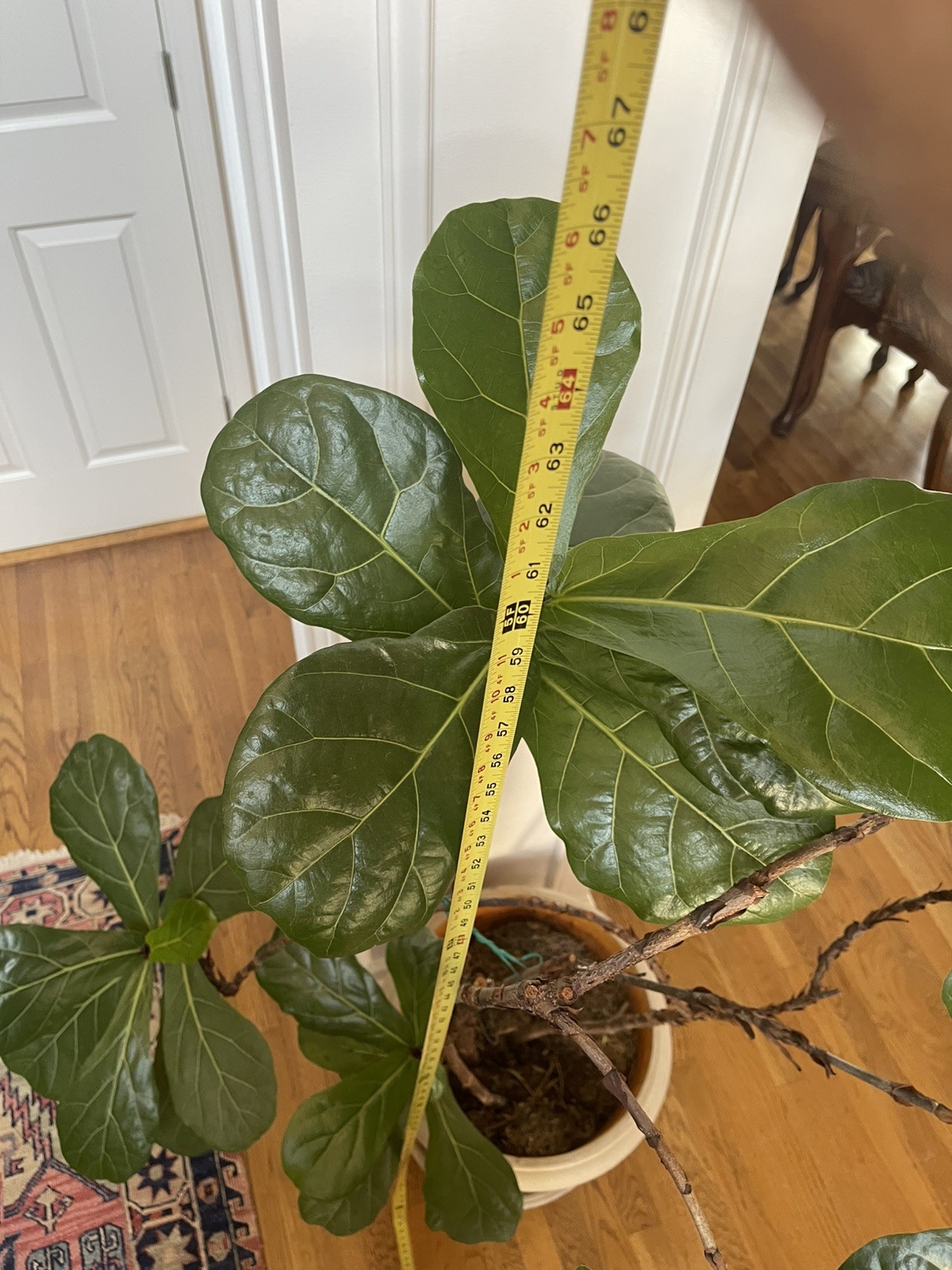 LIVE FIDDLE LEAF FIG TREE WITH POT
