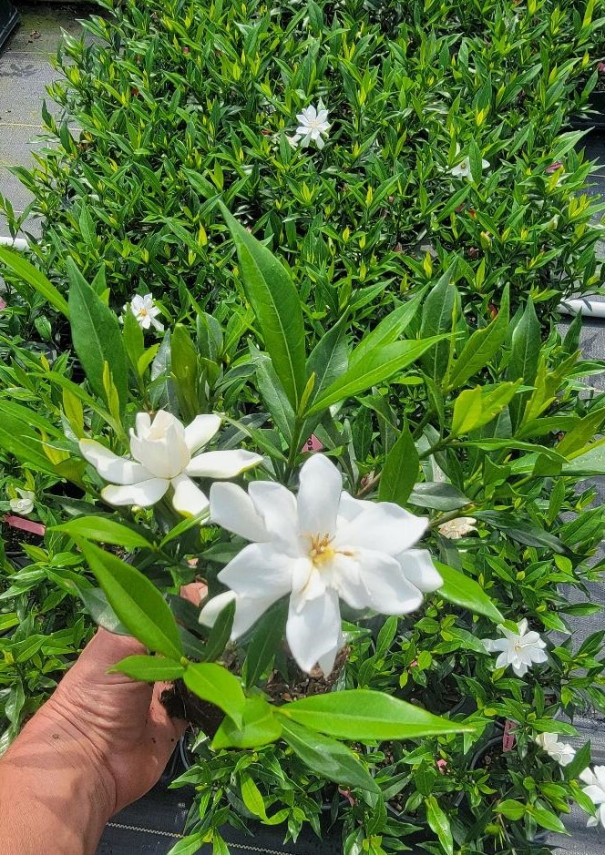 Frost Proof Gardenia ( cape jasmine ) – Live Plant – ( 1 QT )