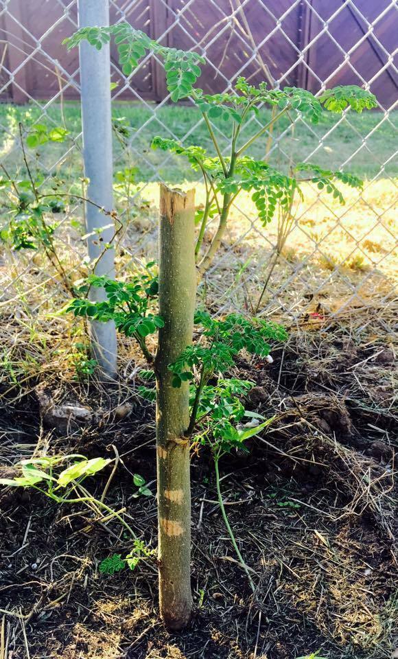 1″ Dia 24″ Moringa Oleifera Drumstick CUTTING Miracle Mothers Tree of Life Stem