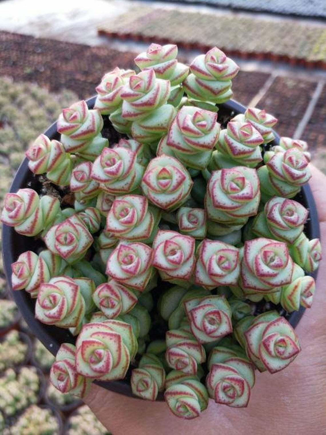 Live Rare Crassula cv. ‘Jade Necklace’ Succulent Plant rooted in 2” plant pot