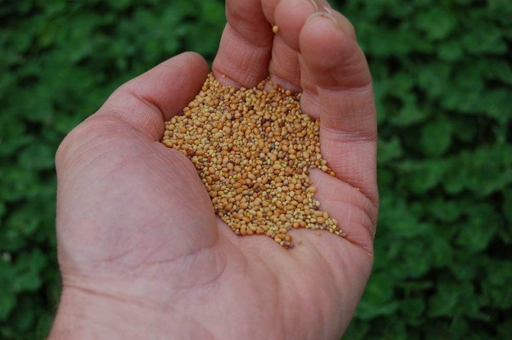 Five Pound Tri Clover Mix for Soil Health Beautiful Flowering Ground Cover