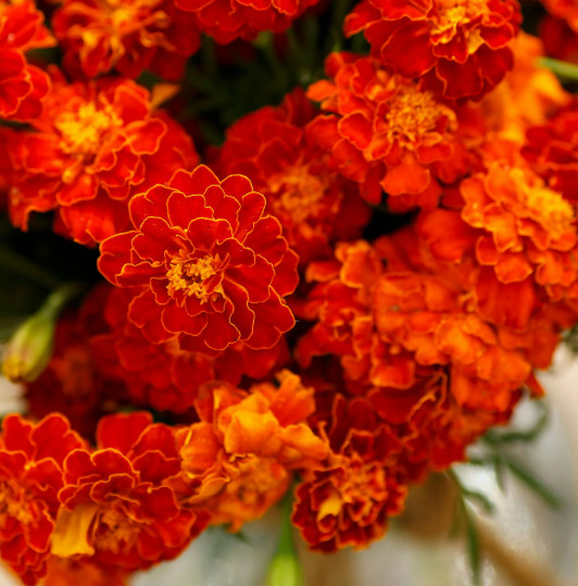 Red Spark French Marigold Mix Seeds – NON-GMO – Free Shipping