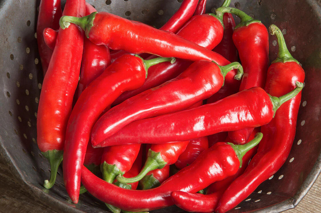Large Red Thick Cayenne Pepper Seeds | USA Hot Chili Chile Vegetable Seed 2024