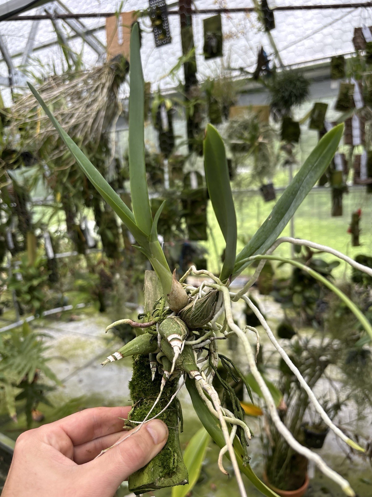 Encyclia mariae In Bloom Choice Fragrant Orchid Species