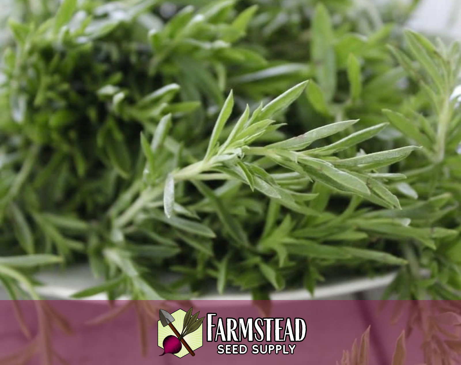 3200+ Summer Savory Herb Seeds | Heirloom, NonGMO, Herb Gardening Seed Packet