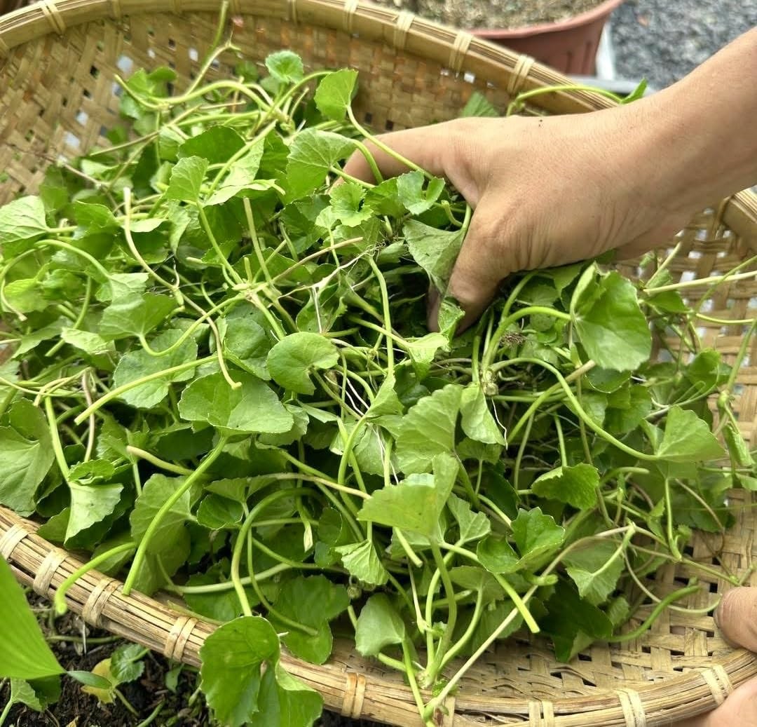 1200 Centella Seeds – Gotu Kola, Rau Má, Asiatica, Asiatic Green