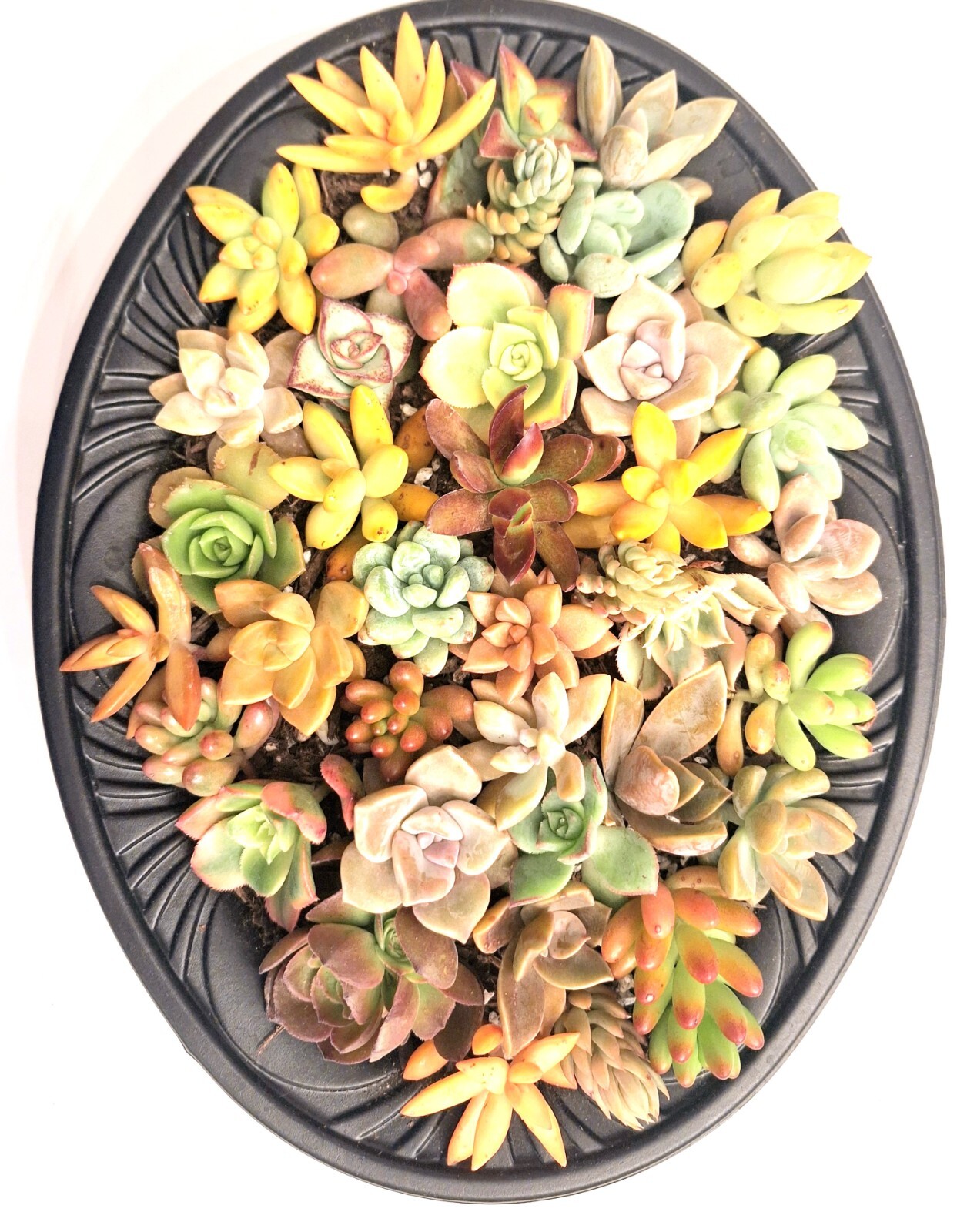 30+ ROSETTES 30 (!) Varieties Succulent 1-2 inch Cuttings Free Ship 2+ Lots