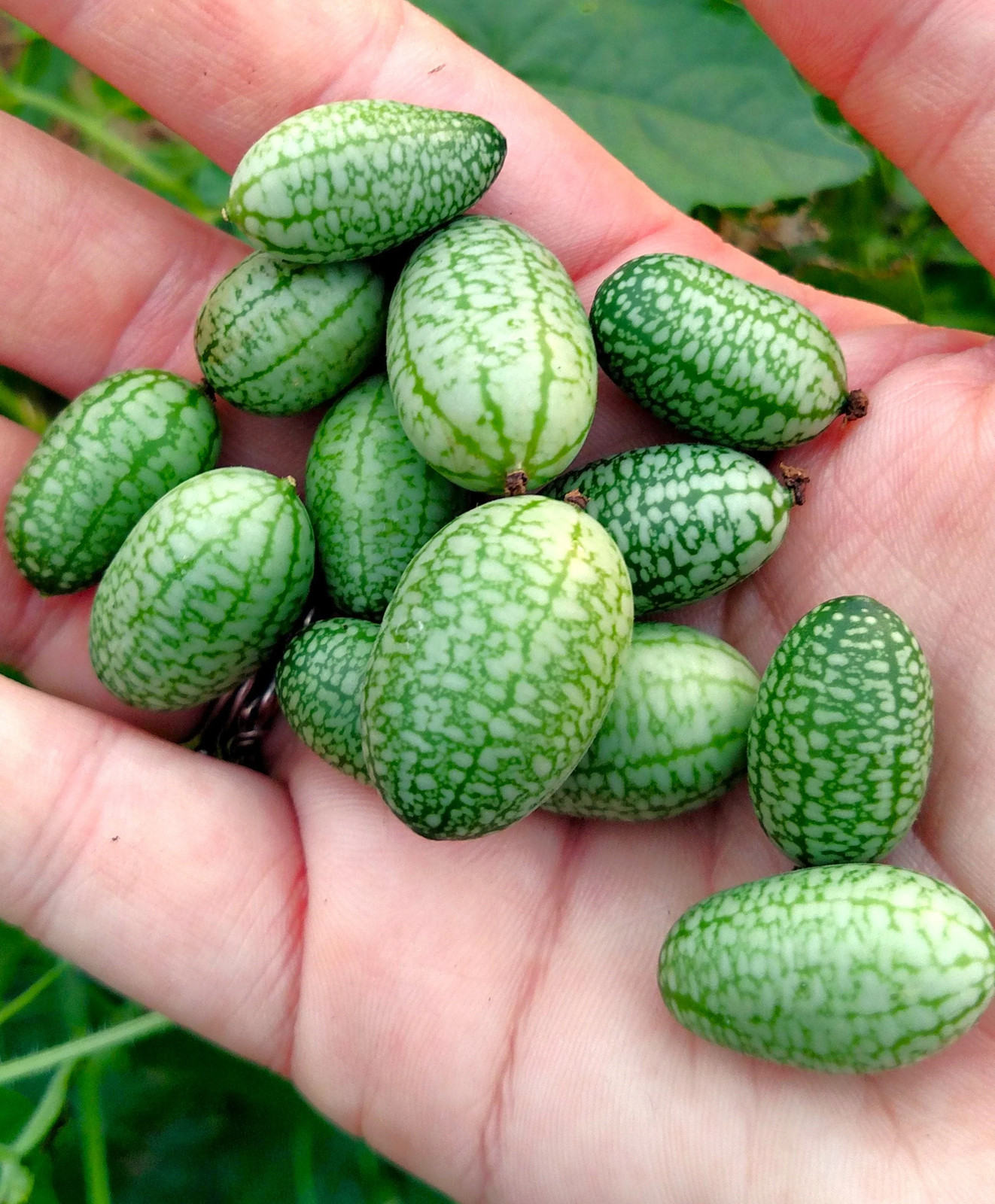 Cucamelon Seeds | Mexican Sour Gherkin Mouse Melon Pepquino Cucumber Seed 2025