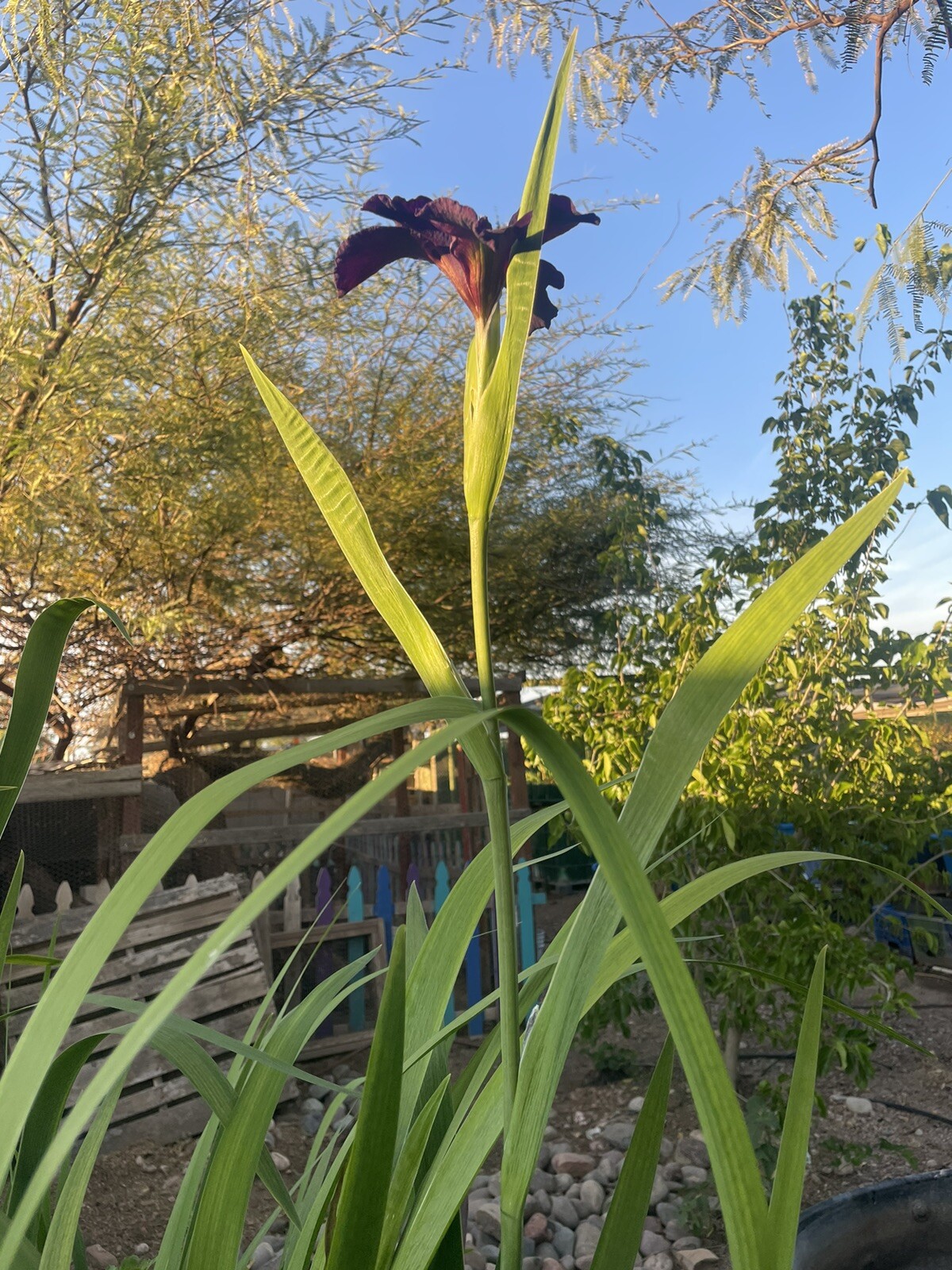 Eclipse Dark Purple water Iris pond Plant Bog Marginal- &free Bog Plant