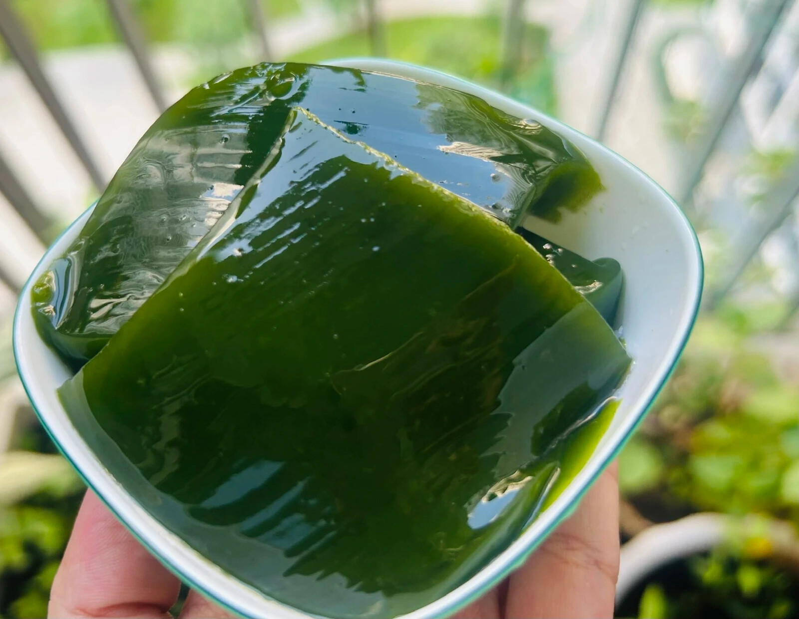 Green Glass Jelly Vine Seeds (Tiliacora Triandra) – Sương Sâm Lông