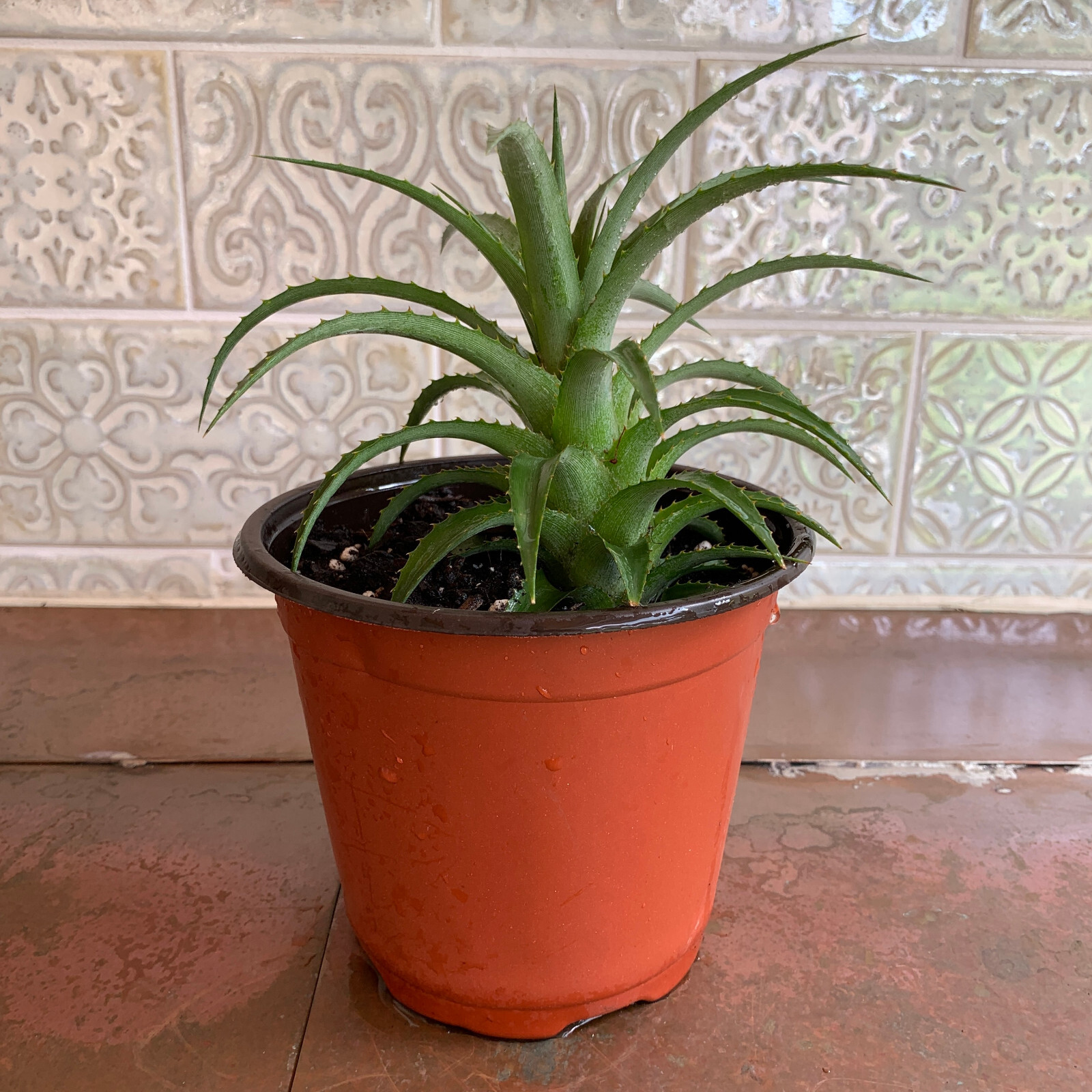 Miniature Ornamental Pineapple – FREE SHIPPING – Ananas Nanus – 6″-8″