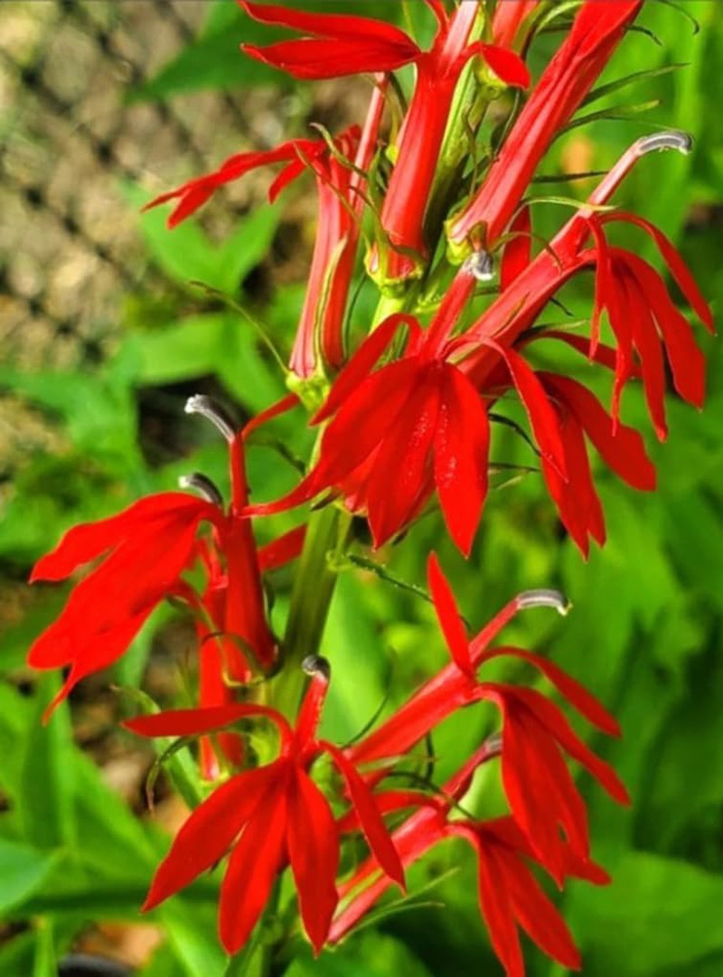 100 PCS Cardinal Flower Seeds Red Lobelia Cardinalis Hummingbird Garden