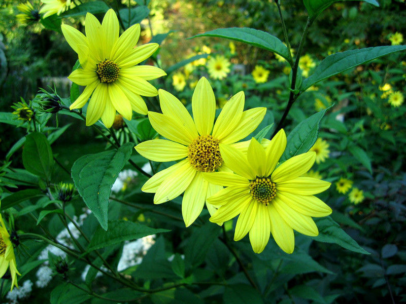 sunflower, LEMON QUEEN SUNFLOWER, yellow blooms, 80 SEEDS! groco # buy US, USA
