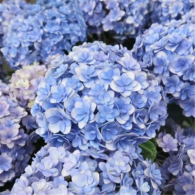 25pc HYDRANGEA SEEDS Garden Plant Flower rare exotic USA seller FREE shipping