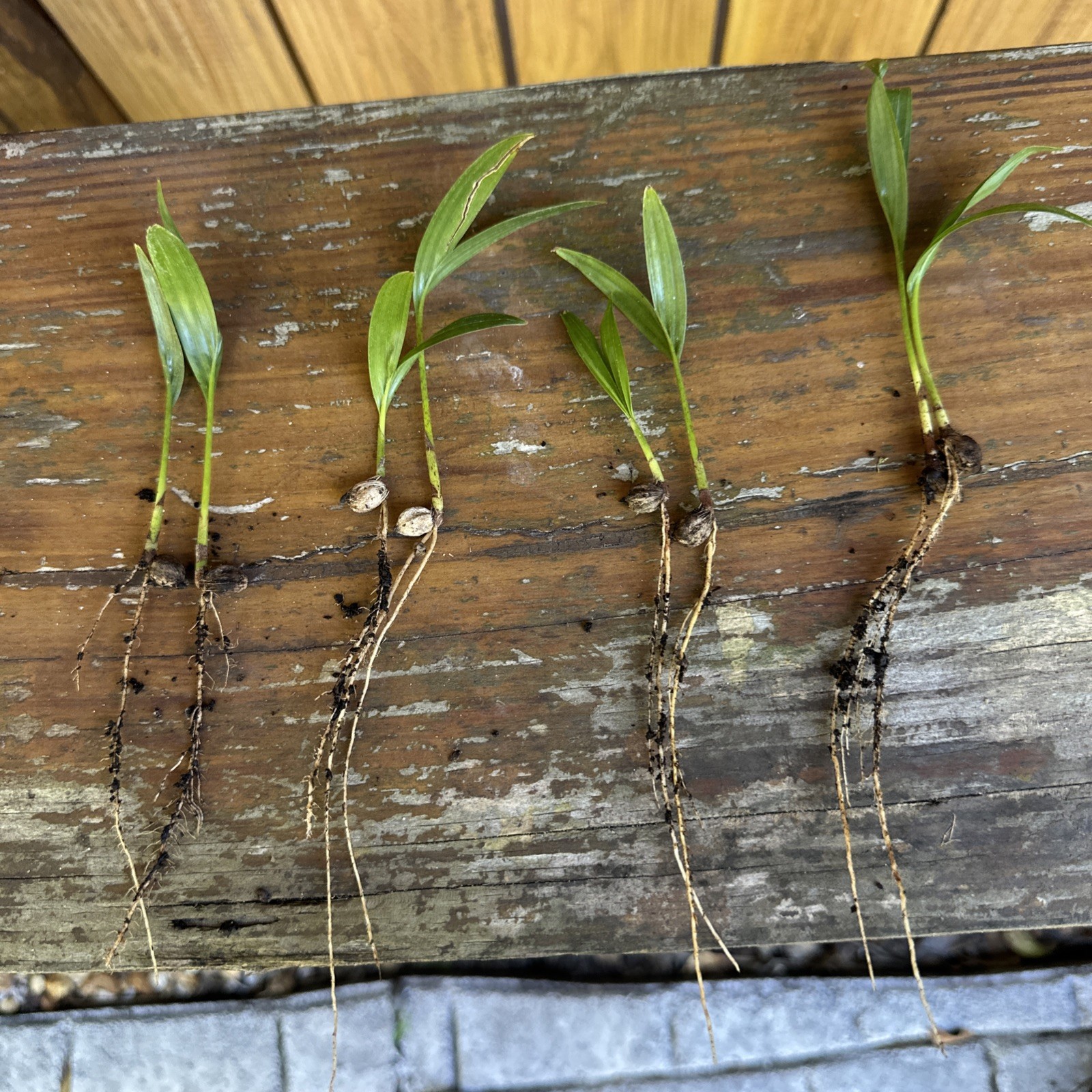2 Alexander Palm Seedlings, Archontophoenix alexandrae