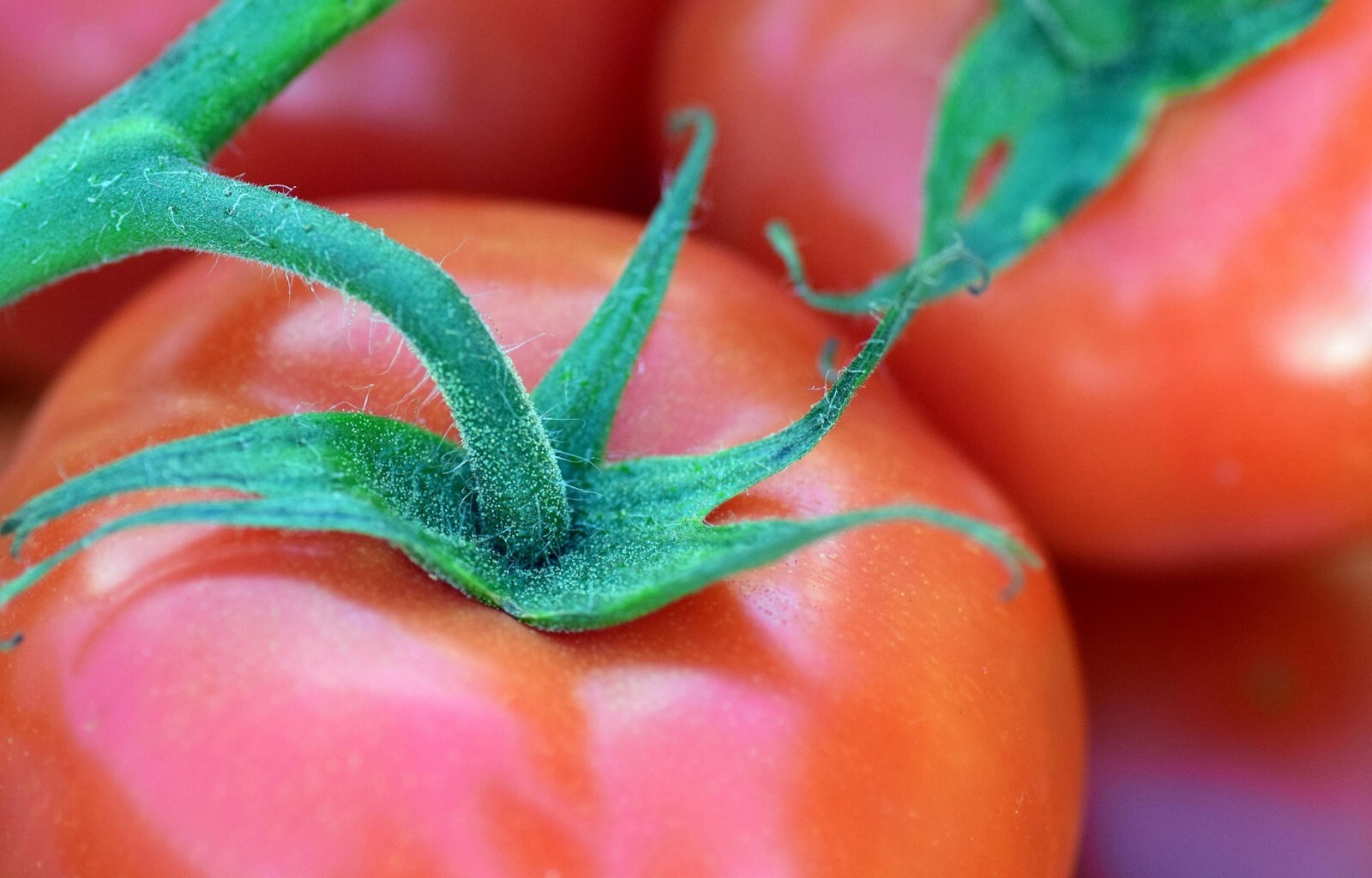 20 Heirloom KC 146 Tomato Seeds! All Natural Seeds