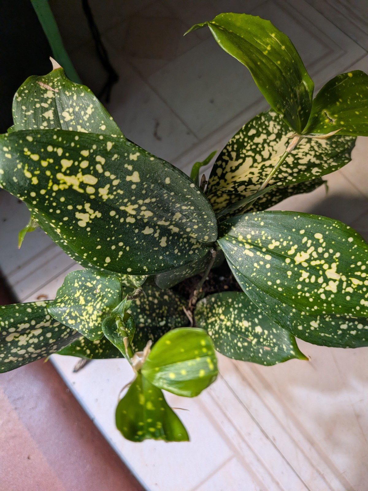 Florida Beauty Live Plant 3″ Pot