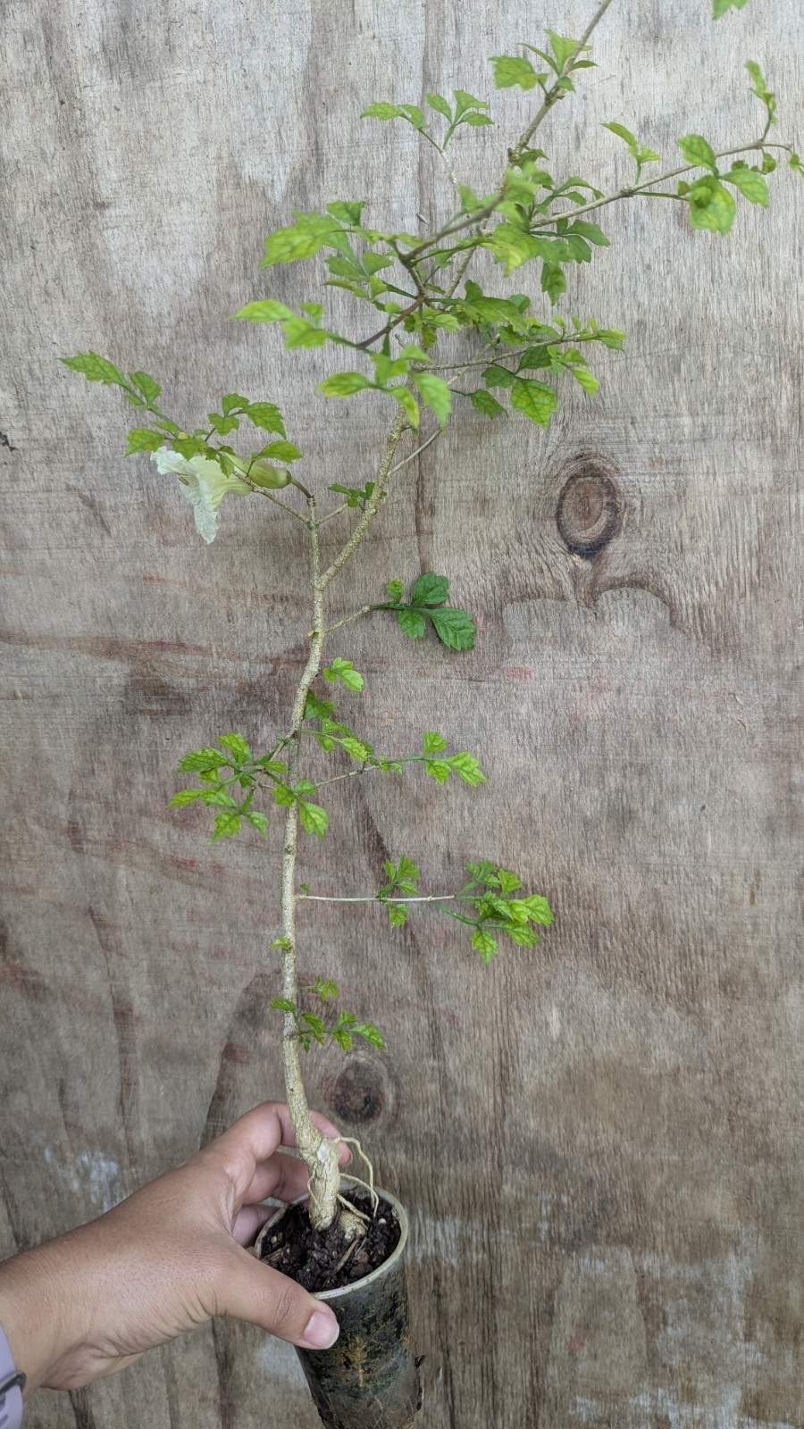 Parmentiera cereifera~Árbol de Vela~Candle Tree~Live Plant~ 10″ to 12″ inches