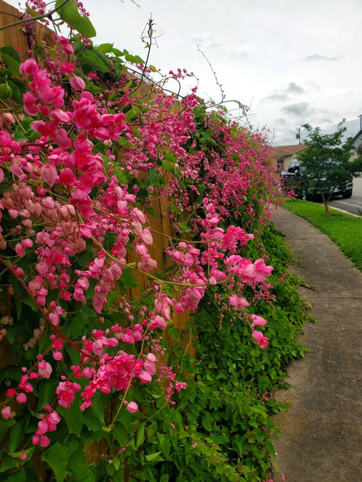 CORAL VINE SEEDS (Antigonon Leptopus) Mexican Creeper Chain of Love Pink Flower