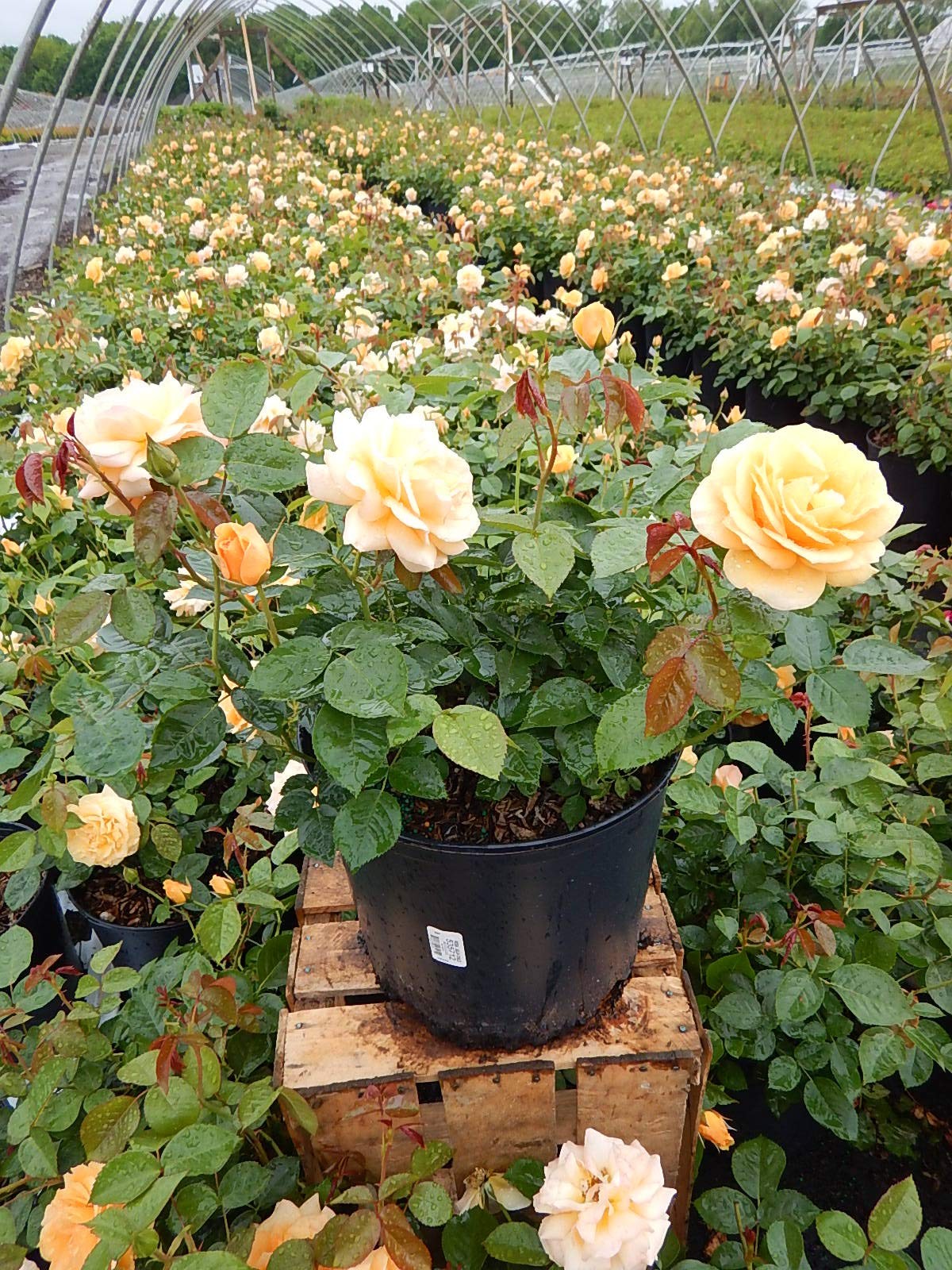 Green Promise Farms Rosa Julia Child Floribunda Rose Rose Yellow Flowers 3 –