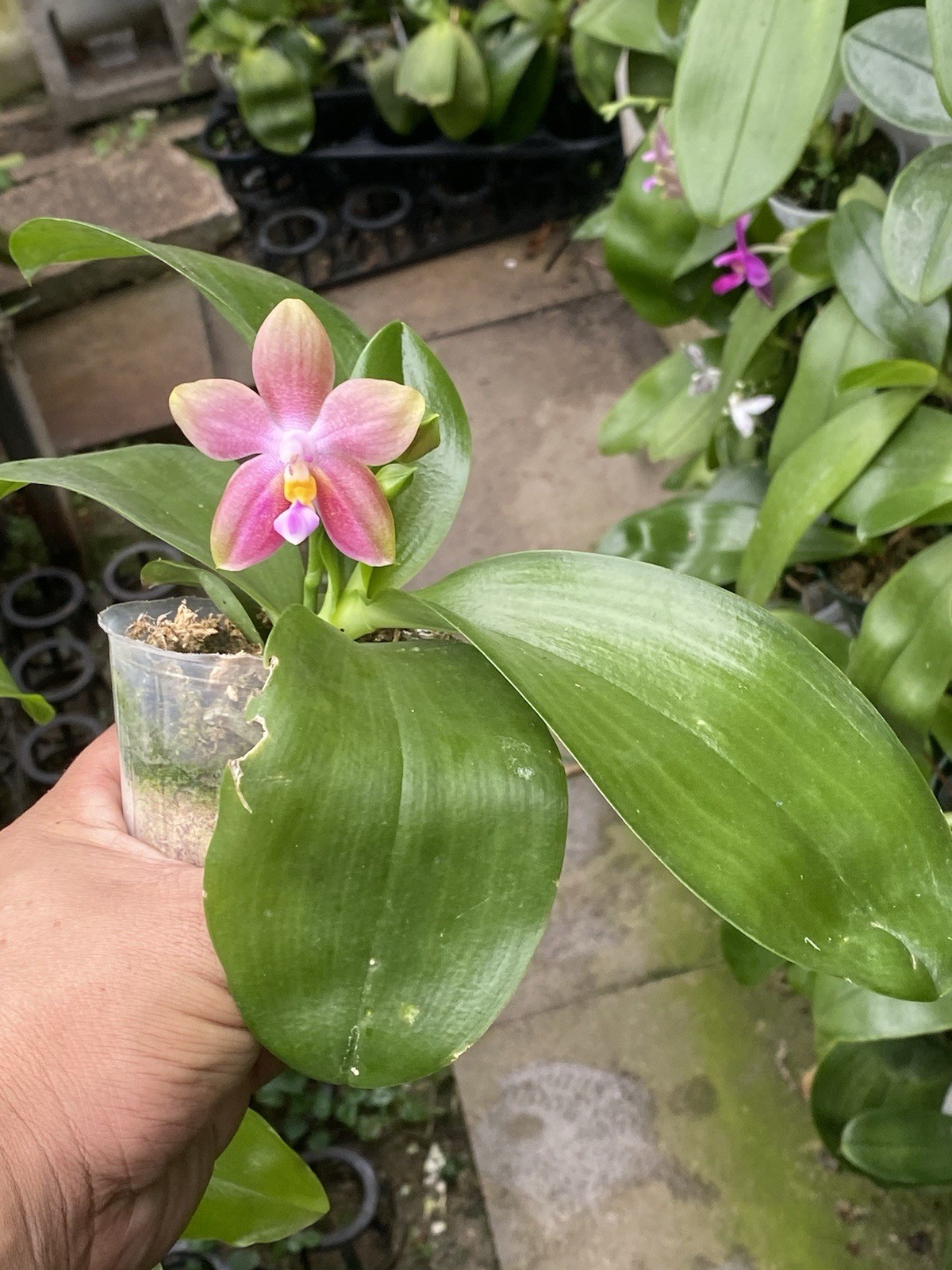 Original Phal Phalaenopsis Joy Spring Canary x bellina-FRAGRANT