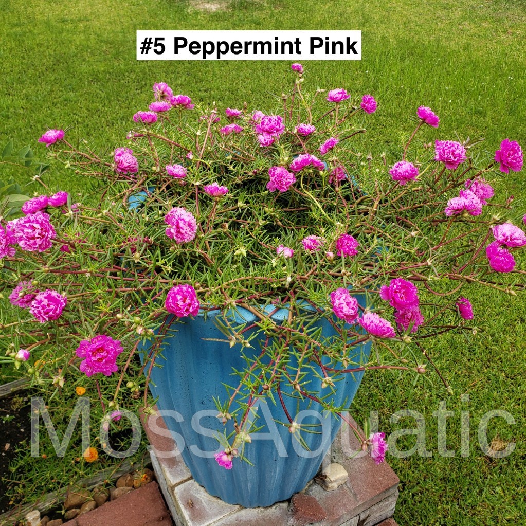 Moss Rose ( Portulaca Grandiflora ) , Mix, 10 unrooted Cutting