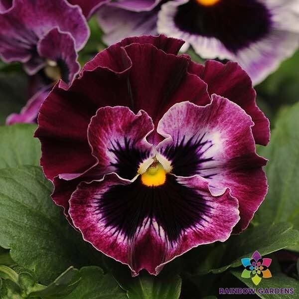 200+ Frizzle Sizzle Raspberry Pansy (Viola) Seeds for Garden – FREE SHIPPING!