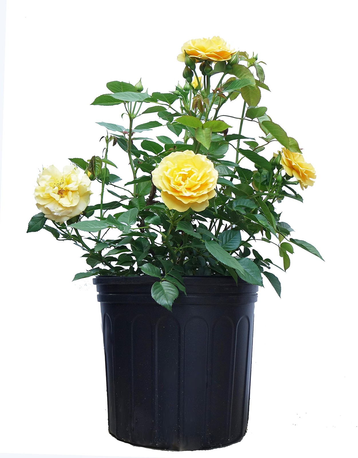 Green Promise Farms Rosa Julia Child Floribunda Rose Rose Yellow Flowers 3 –
