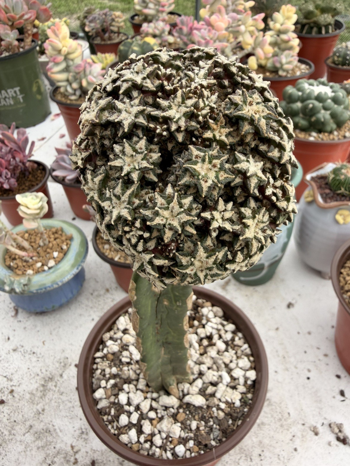 Rare Cactus Grafted