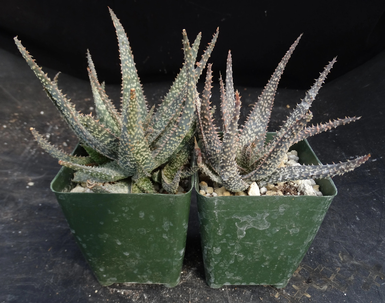 Aloe x ‘Spider Legs’