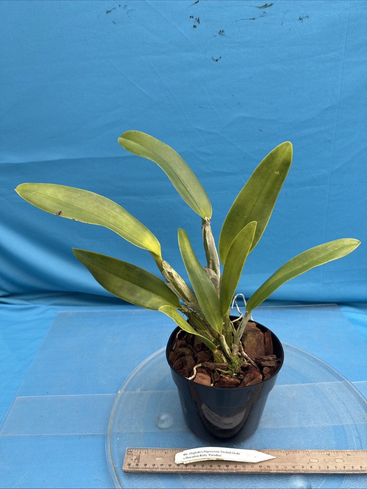 Rlc Orglade’s Nigrescent X Hawaiian Ruby Fragrant Red Orchid Eros Hybrid 7” Pot