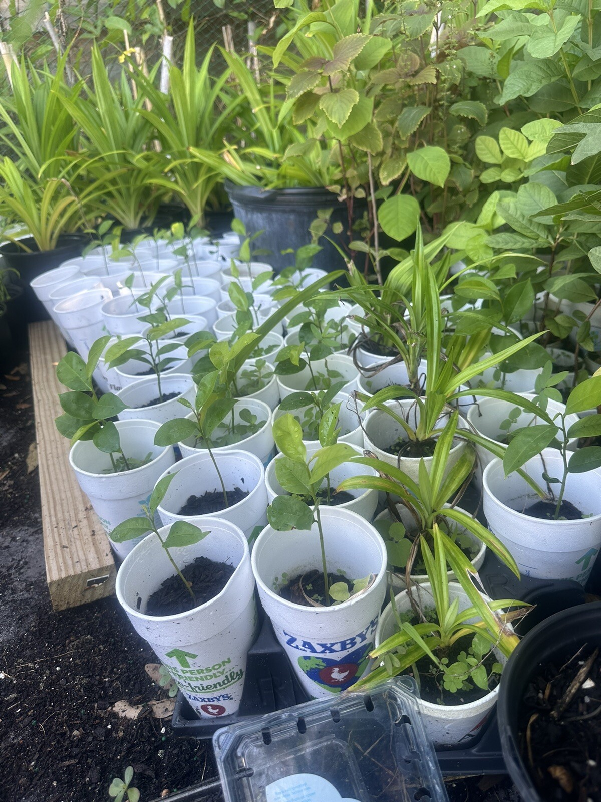 Annona Muricata Graviola Soursop Guanabana Potted StarterPLANTTropical “7-9”