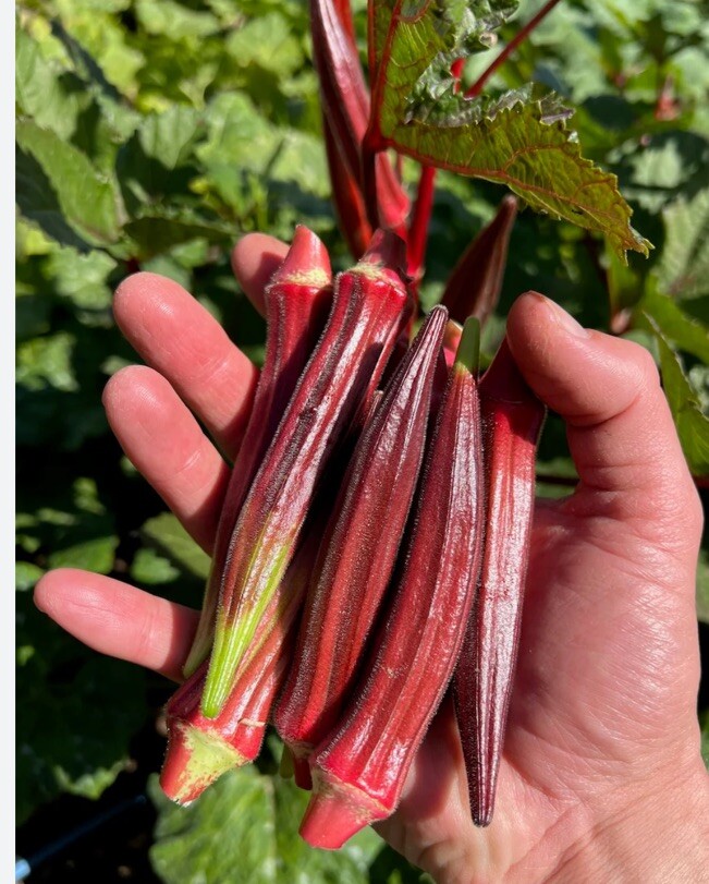 Red Burgundy Okra Seeds, NON-GMO, Heirloom, FREE SHIPPING 2.5 Oz( 1250 seeds )