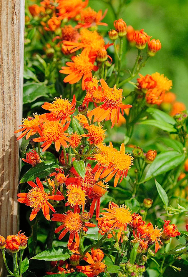 Mexican Flame Vine Live Plant – 1 Gal – Fully Rooted Fast-Growing Flowering Vine