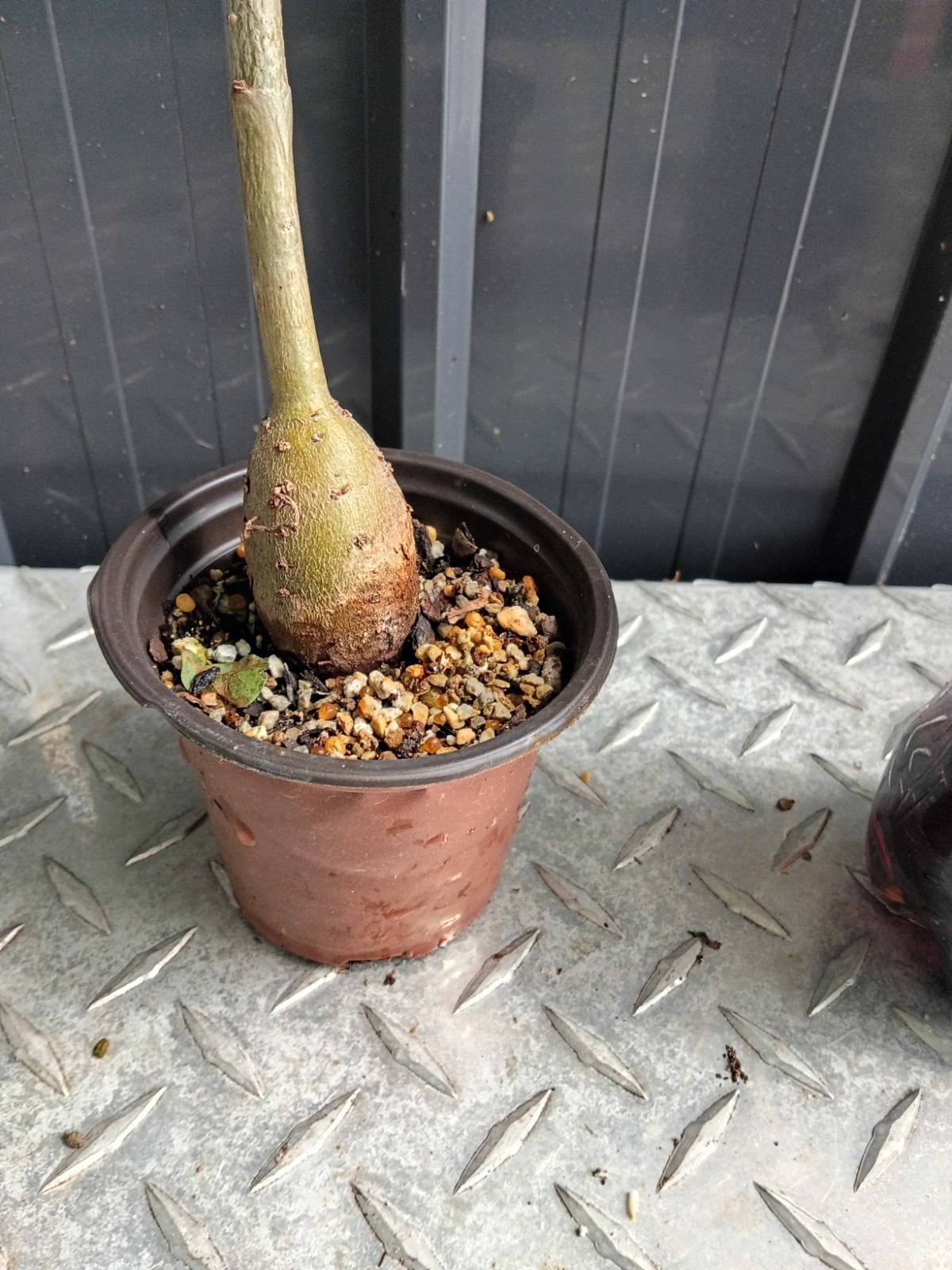 baobab digitata fully rooted potted plants (15 to20) inches good size plants