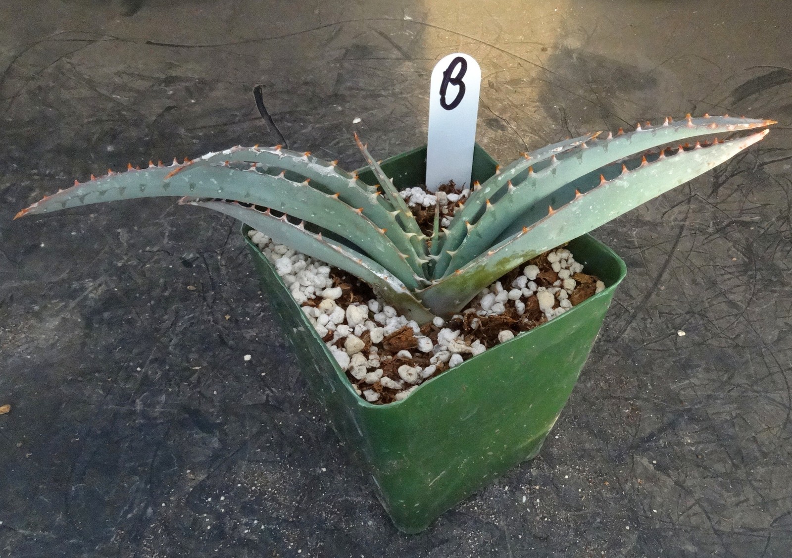 Aloe suprafoliata *Mustache Aloe*